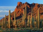 Grandes cactus en Arizona