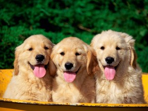Postal: Tres lindos cachorros