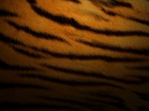 Postal: Manchas de tigre