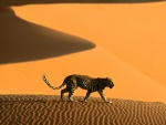 Leopardo en las arenas del desierto