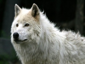 Postal: Lobo blanco