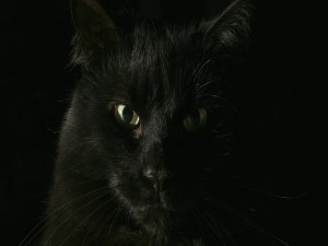 Gato negro en la oscuridad