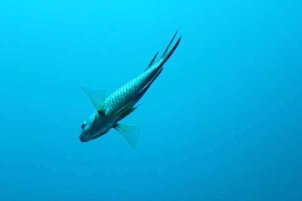 Bonito pez bajo el agua