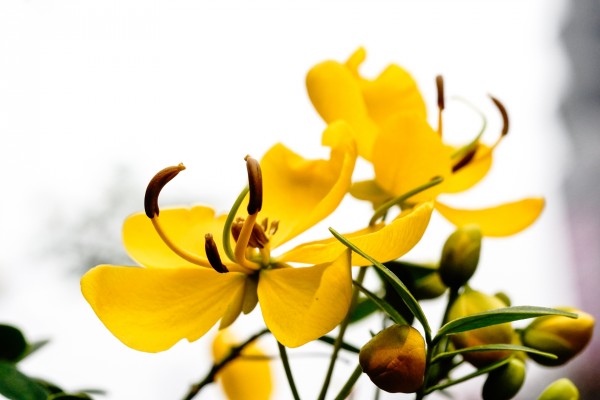 Delicada flor amarilla