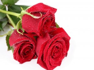 Rosas rojas húmedas