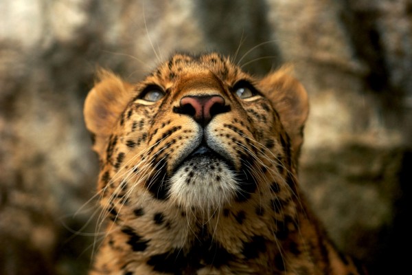 Leopardo mirando hacia arriba