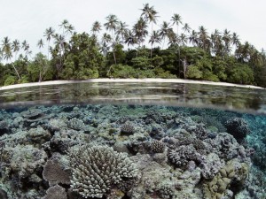 Postal: Pequeños peces azules en el arrecife de coral