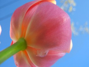 Postal: El tallo y la flor de un tulipán
