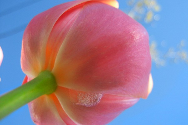 El tallo y la flor de un tulipán