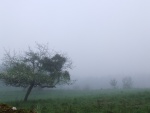 Niebla entre los árboles al amanecer
