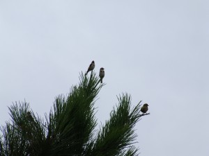 Tres pájaros en el pino