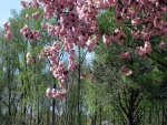 Árbol con flores de color rosa