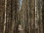 Estrecho camino entre árboles