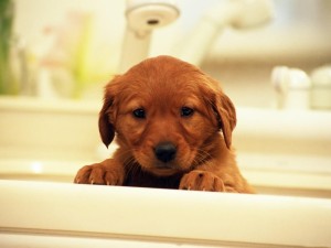Postal: Perro en la bañera