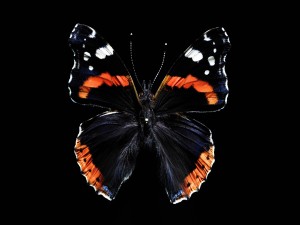 Mariposa en fondo negro