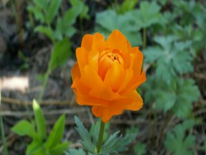 Una flor naranja