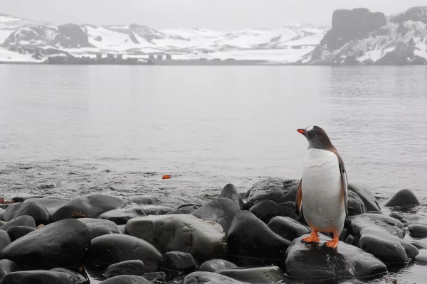 Pingüino mirando al agua