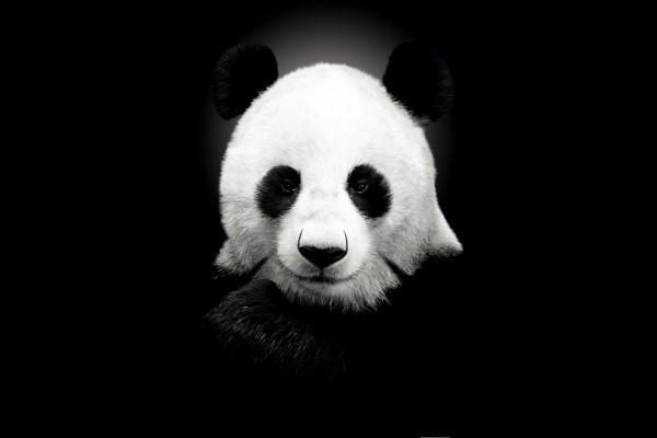 Oso panda en fondo negro
