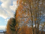 Árboles al final del otoño