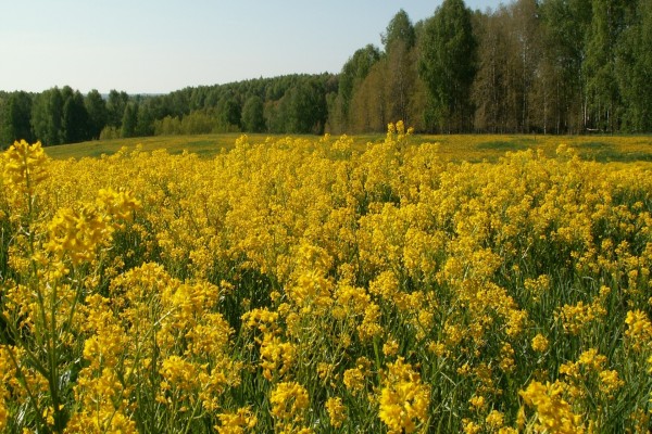 Campo de flores amarillas