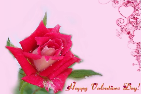 Rosa para celebrar el Día de San Valentín