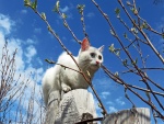 Gato blanco caminando sobre unos troncos
