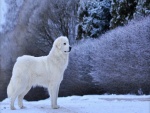 Perro blanco en la nieve