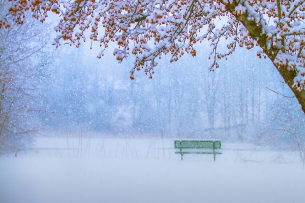 Cae nieve sobre un banco solitario