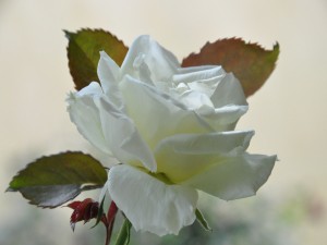 Rosa con pétalos blancos
