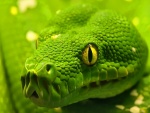 Cerca de la serpiente verde