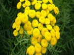 Flores amarillas sin pétalos