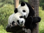 Abrazo panda