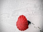 Paraguas rojo en la nieve