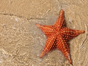 Estrella de mar en la orilla