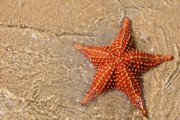 Estrella de mar en la orilla