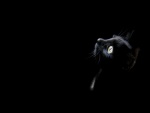 Perfil de un gato negro