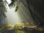 Camino del bosque iluminado