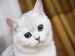 Gato con ojos grandes
