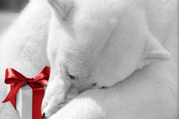 Osos polar con un regalo