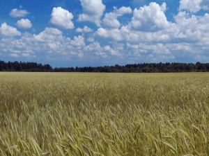 Campo de trigo bajo un cielo con nubes