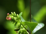 Insecto verde camuflado en una bonita planta