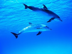 Dos delfines en el agua azul