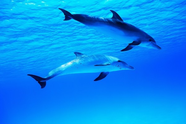 Dos delfines en el agua azul