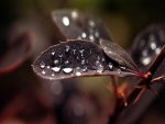 Brillantes gotas de agua sobre las hojas