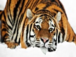 Precioso tigre tumbado en la nieve