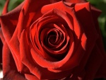 Rosa roja de la pasión