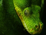 El ojo de la serpiente