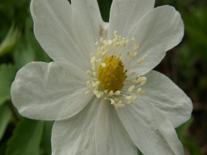 Postal: Gran flor blanca