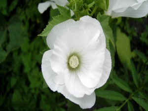 Flor blanca con hojas verdes