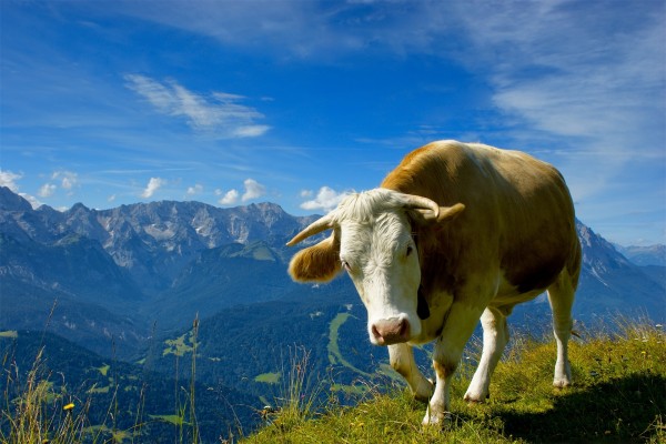 Vaca en las montañas